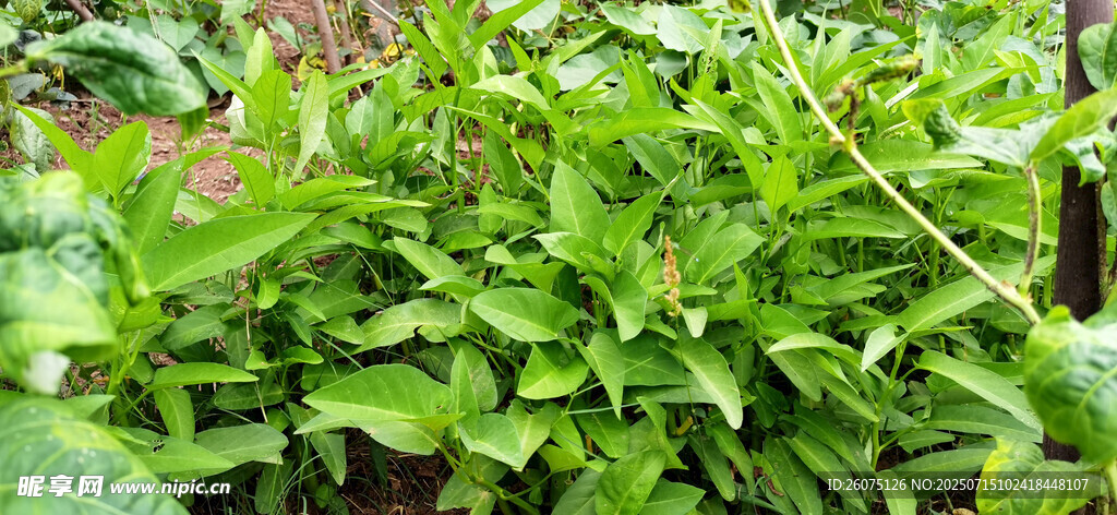 地里繁茂的空心菜