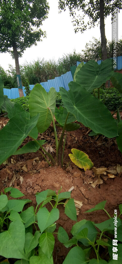 田园中的翠绿蔬菜