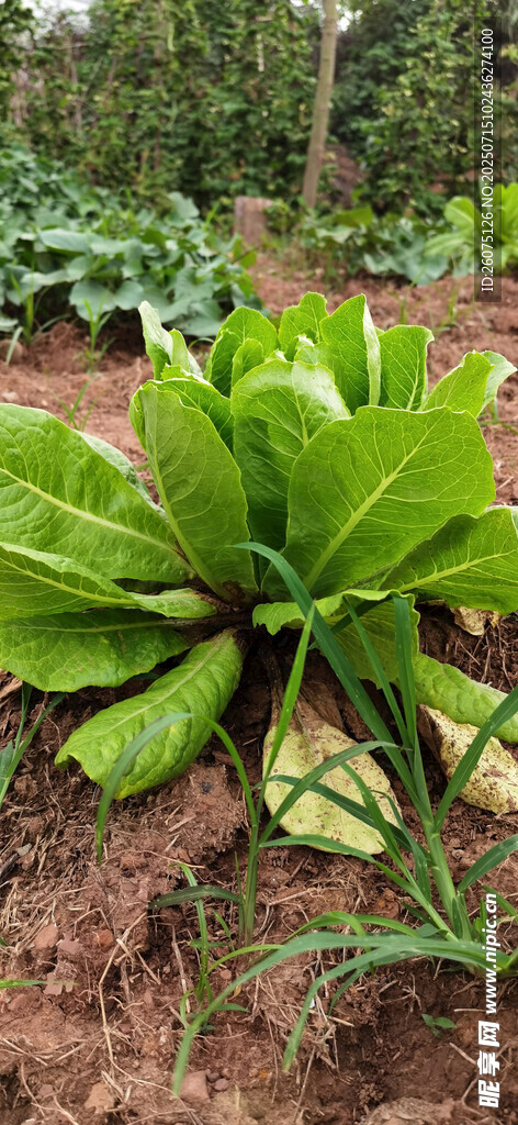 地里茂盛的莴笋叶