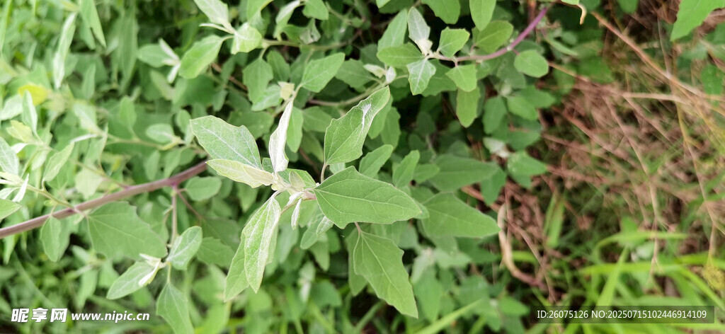 翠绿灰灰菜