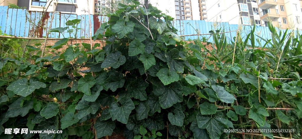 绿叶繁茂的南瓜藤