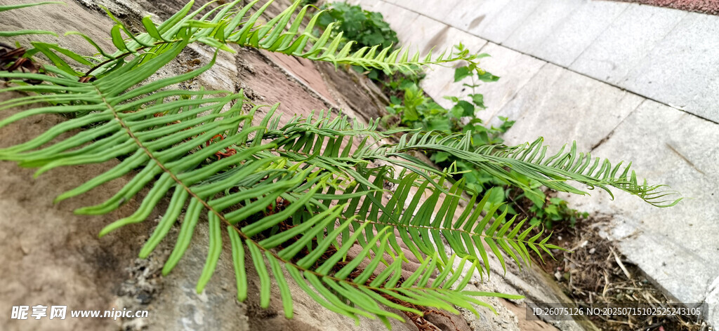石墙上生长的翠绿蕨类植物特写