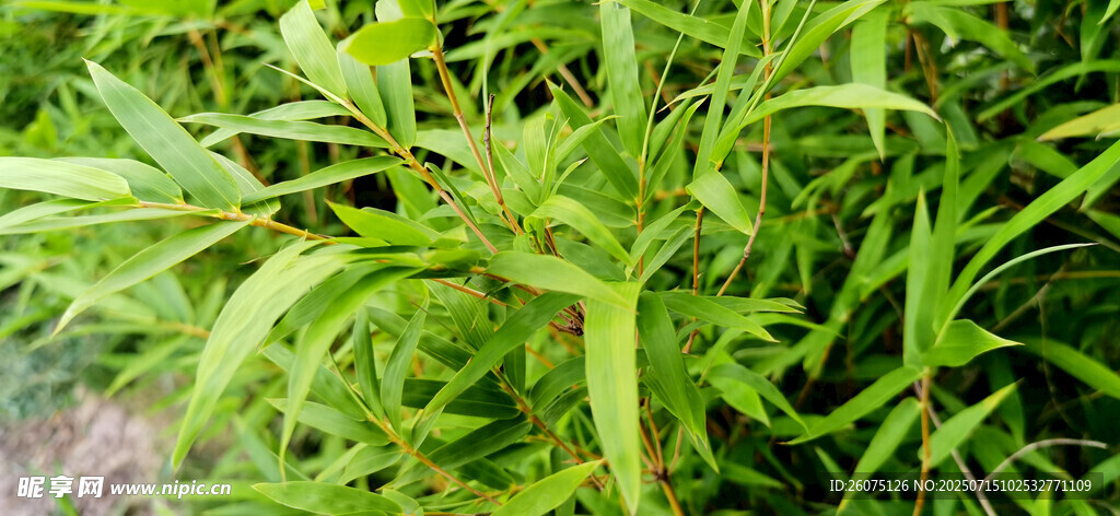 嫩绿繁茂的竹林