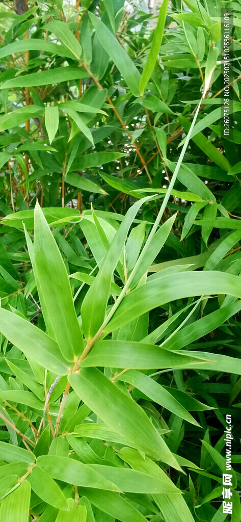 翠绿繁茂的植物叶片