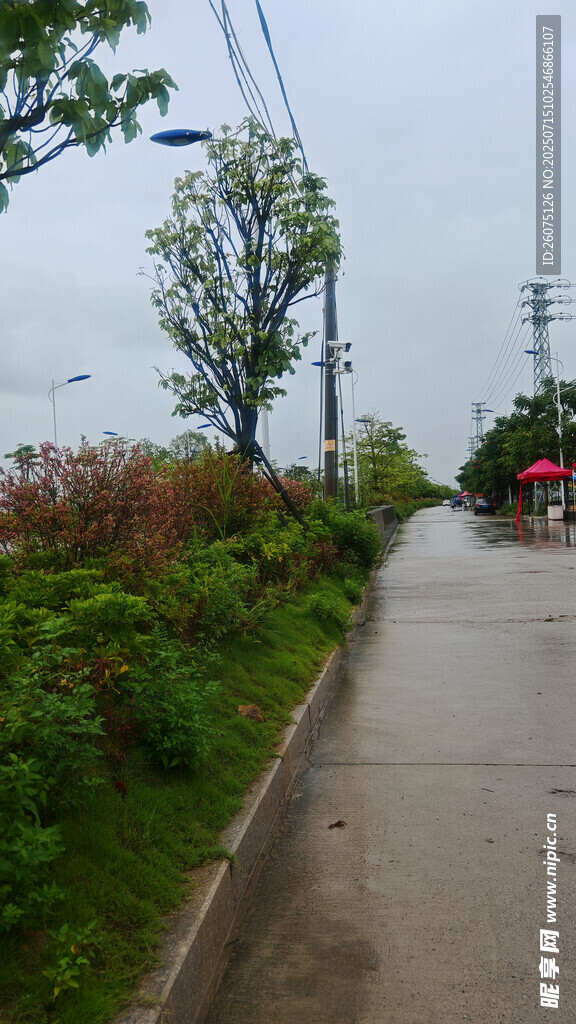 雨后湿润的街道绿植景观