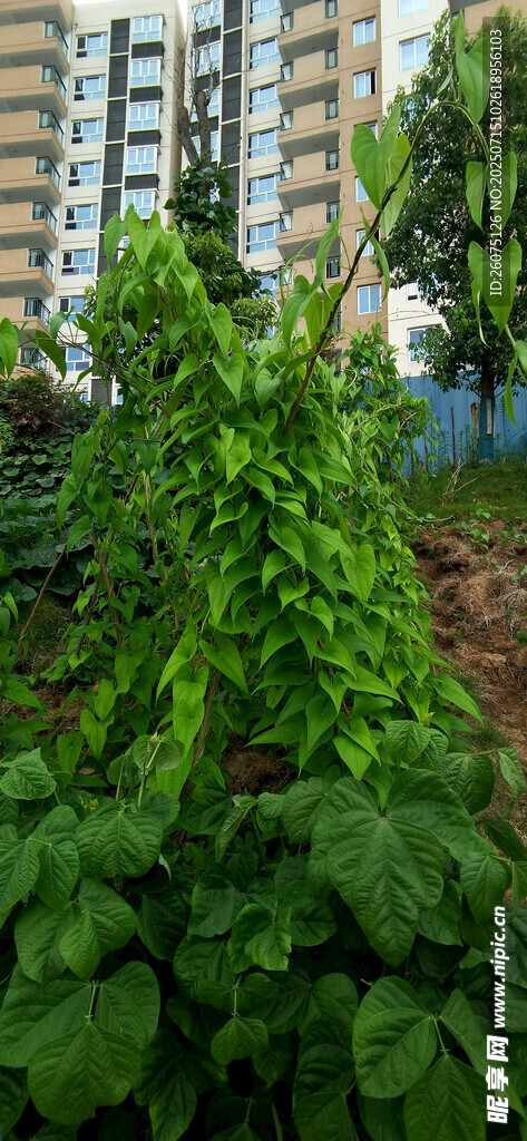 城市中菜地里葱郁的脚板苕