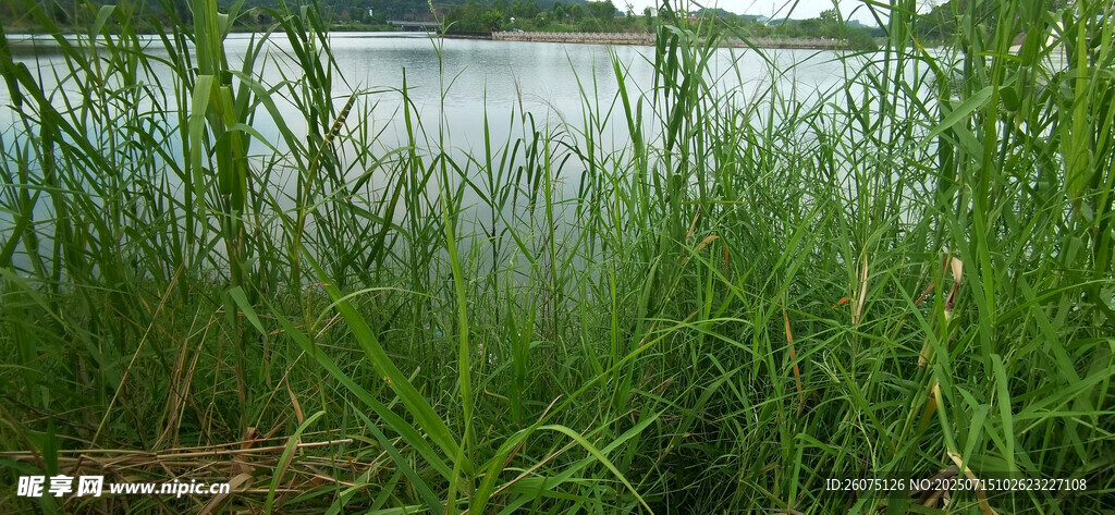 湖畔芦苇丛生的自然景致