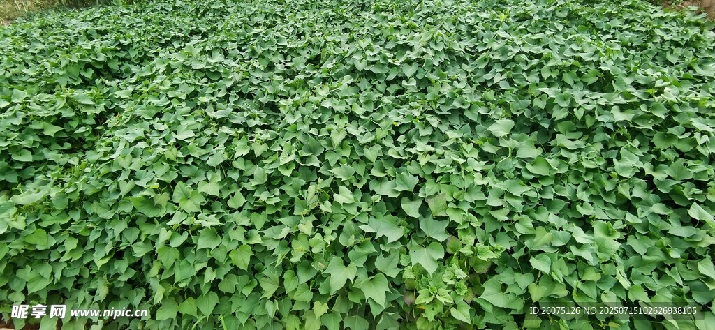 翠绿繁茂的苕叶景观