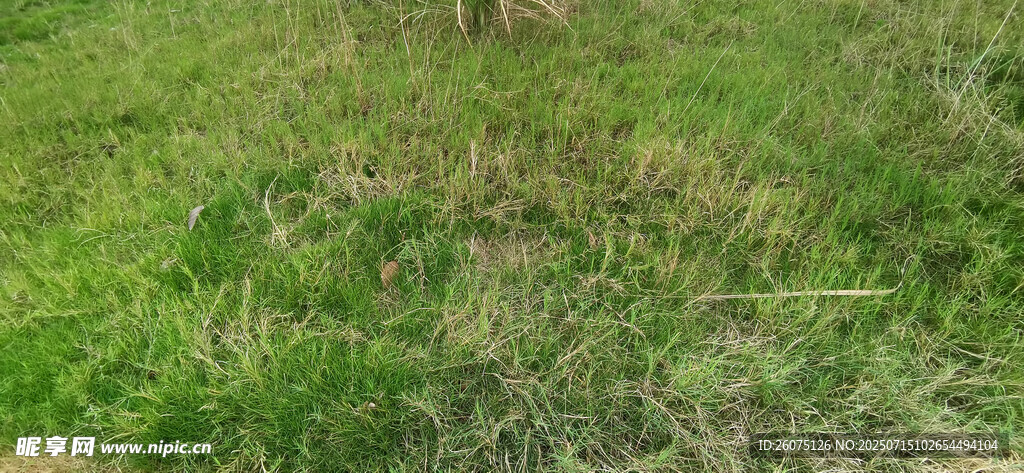 翠绿草地