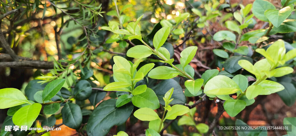 绿叶繁茂的多彩植物景观