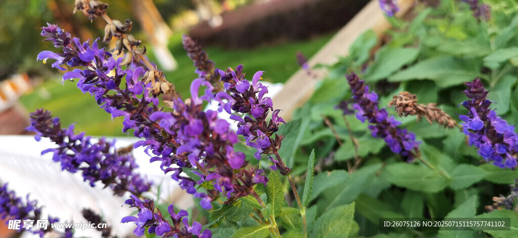 紫色鼠尾草花卉植物特写
