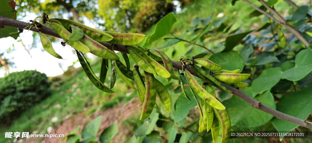 绿叶间的黄色植物果实