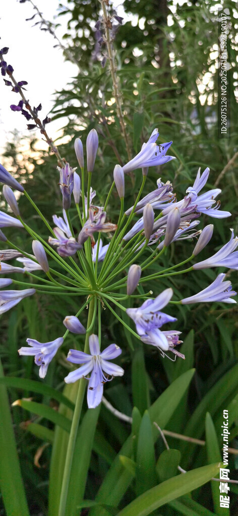 蓝紫色百子莲花朵花头