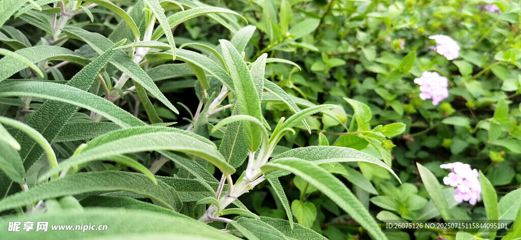 绿叶白花植物特写