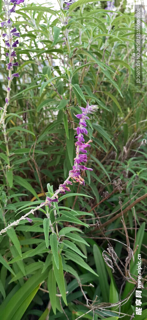 紫色野花绽放于草丛中