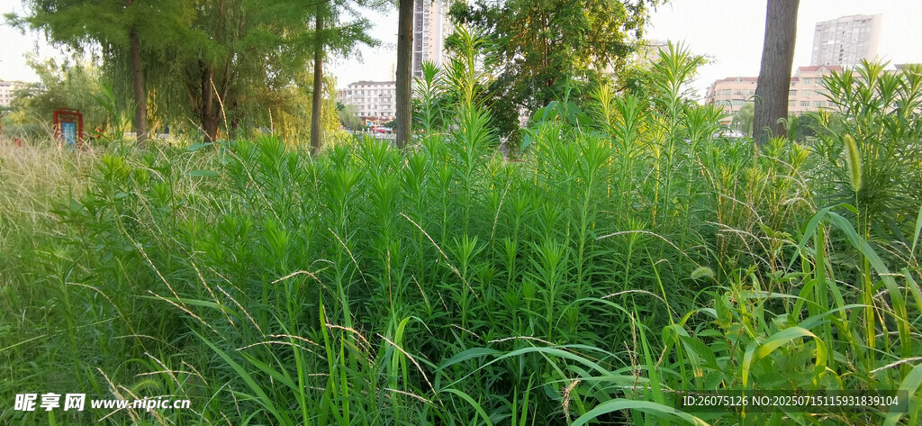 野外茂密草丛与树木景观