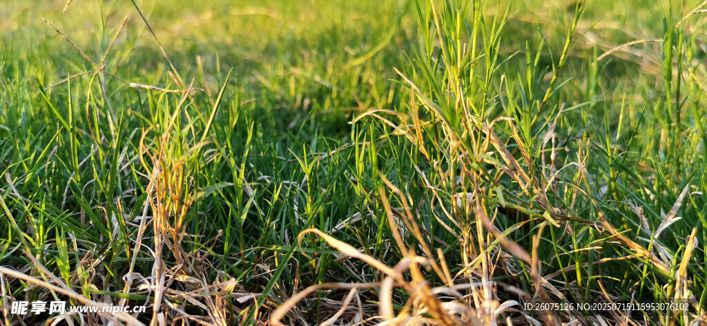 嫩绿草地