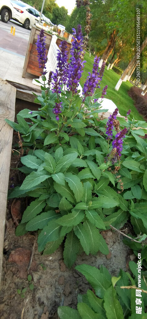公园中花坛里的鼠尾草与紫色花卉