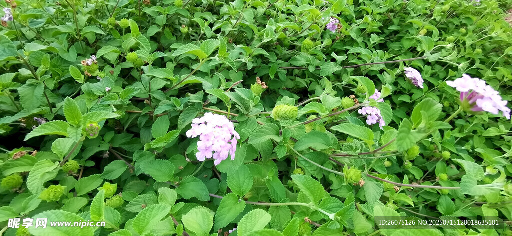 绿叶丛中的马缨丹