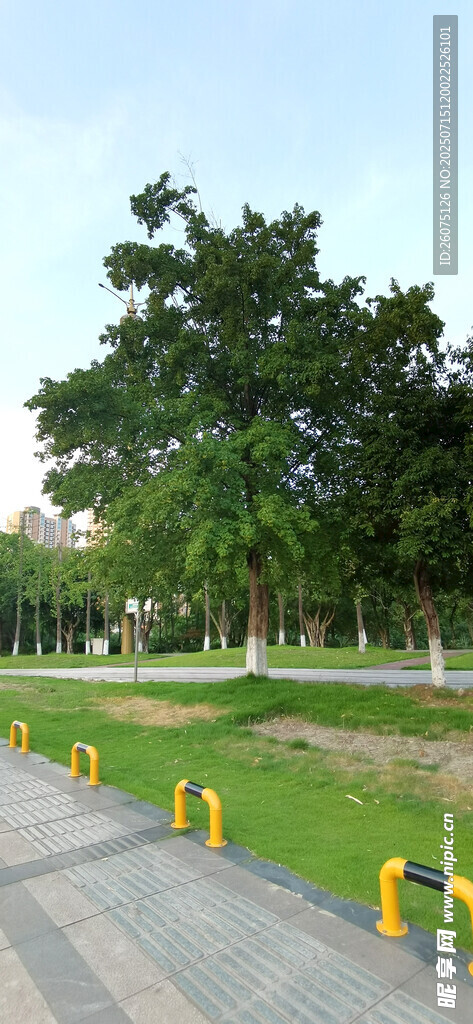 公园道路旁的黄色隔离桩