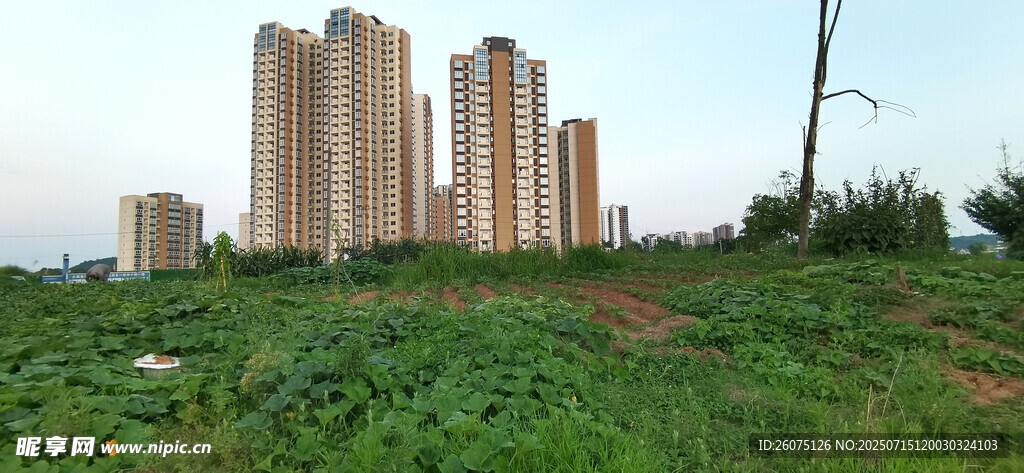 草地旁的高楼建筑群