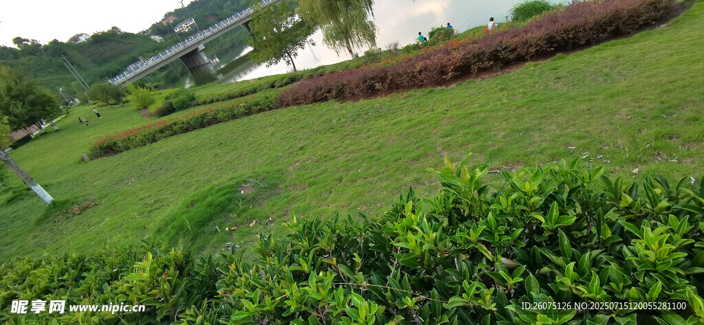 绿意盎然的户外草坪景观