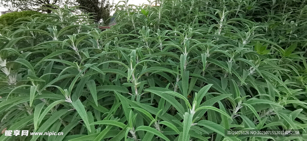 茂密鼠尾草绿植景观