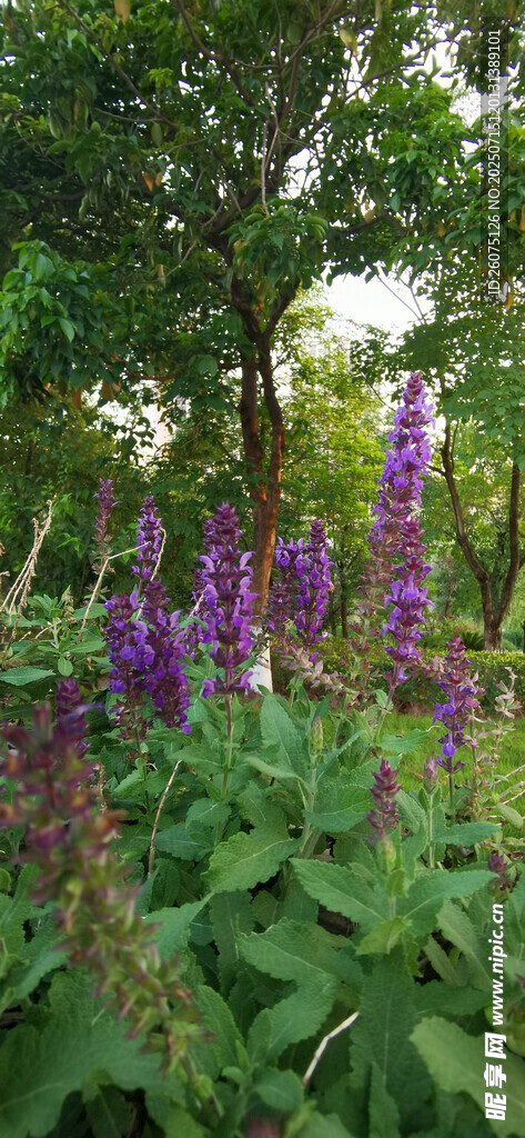 鼠尾草紫色花卉绽放于绿叶间
