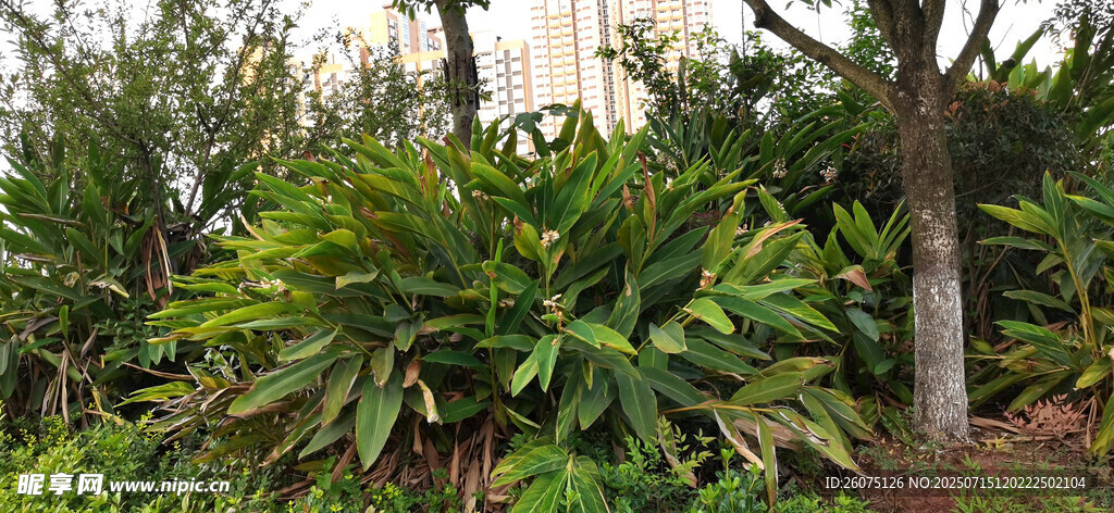 户外绿植景观