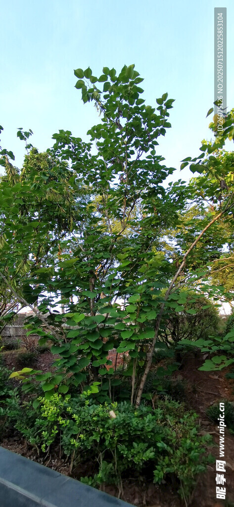 路边树木绿植景观