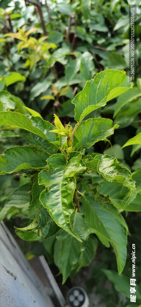 桑树叶特写