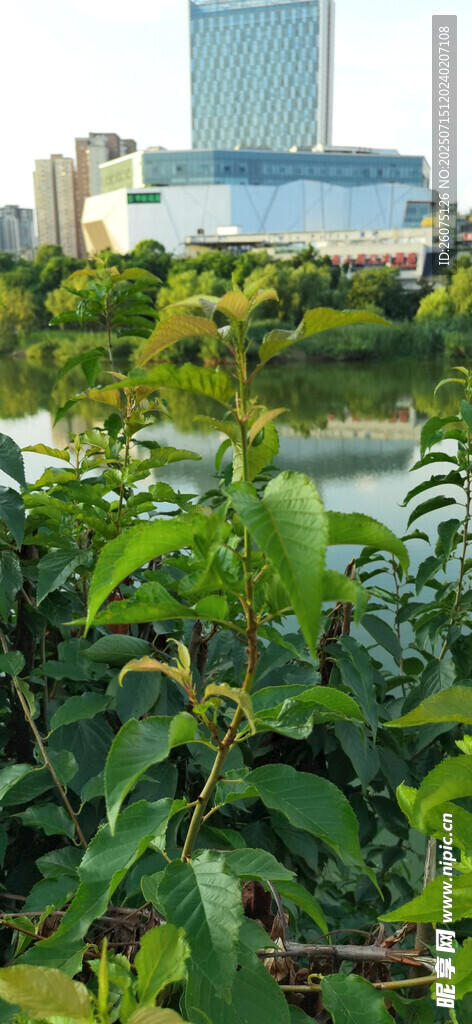 城市边的樱桃树与水景风光