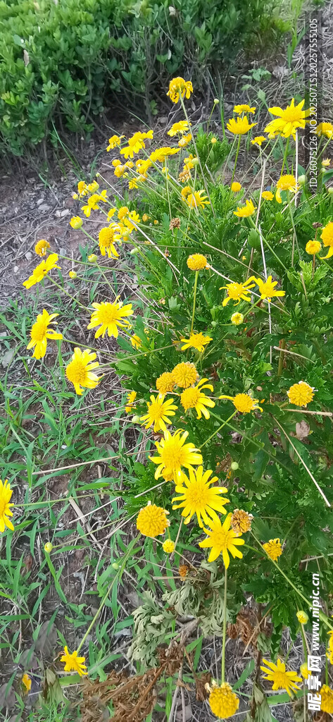 花丛中的黄色菊花绽放