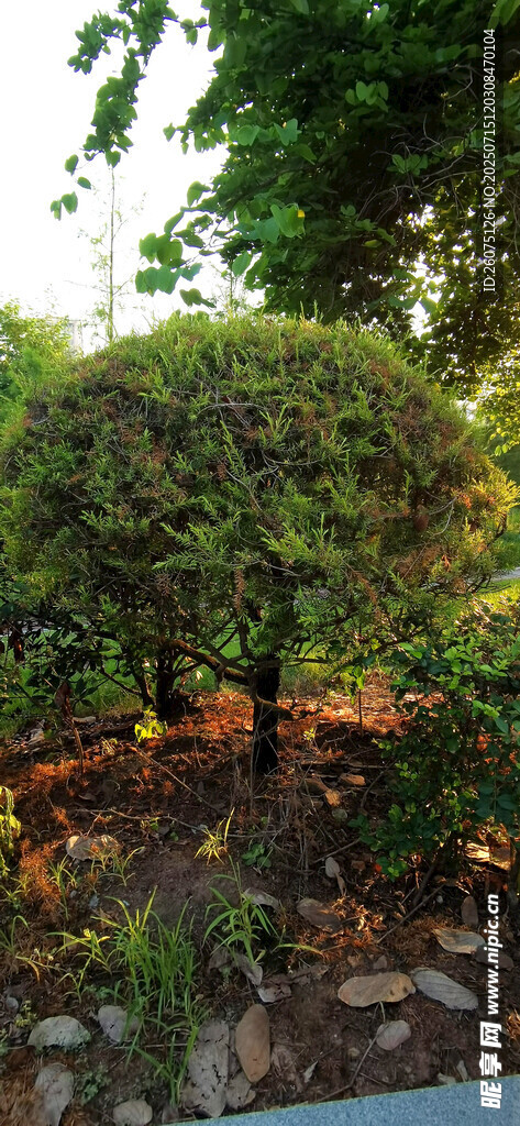 花园中的绿植景观