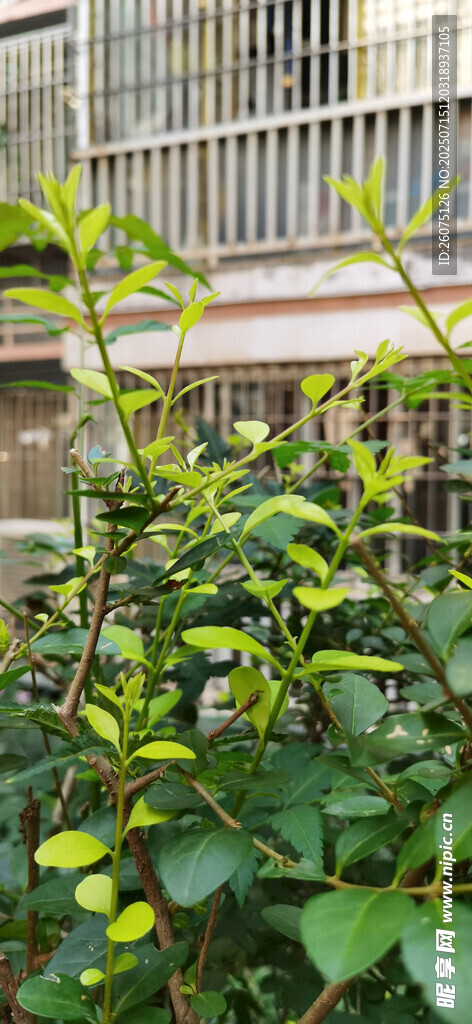 绿叶繁茂的庭院植物景观