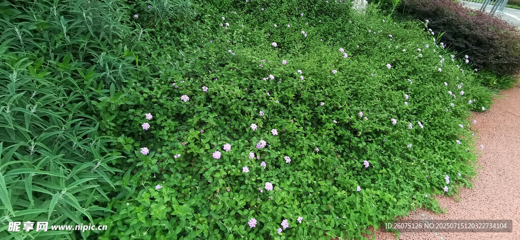 翠绿草地点缀白色小花