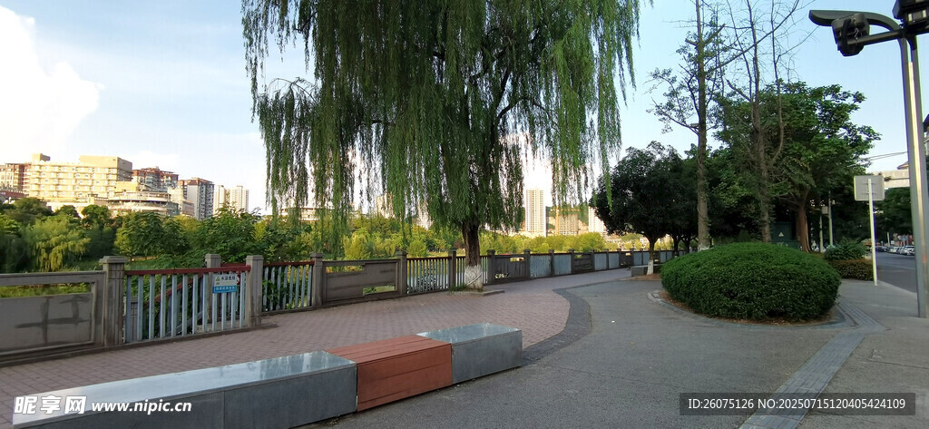 城市街边的绿树景观