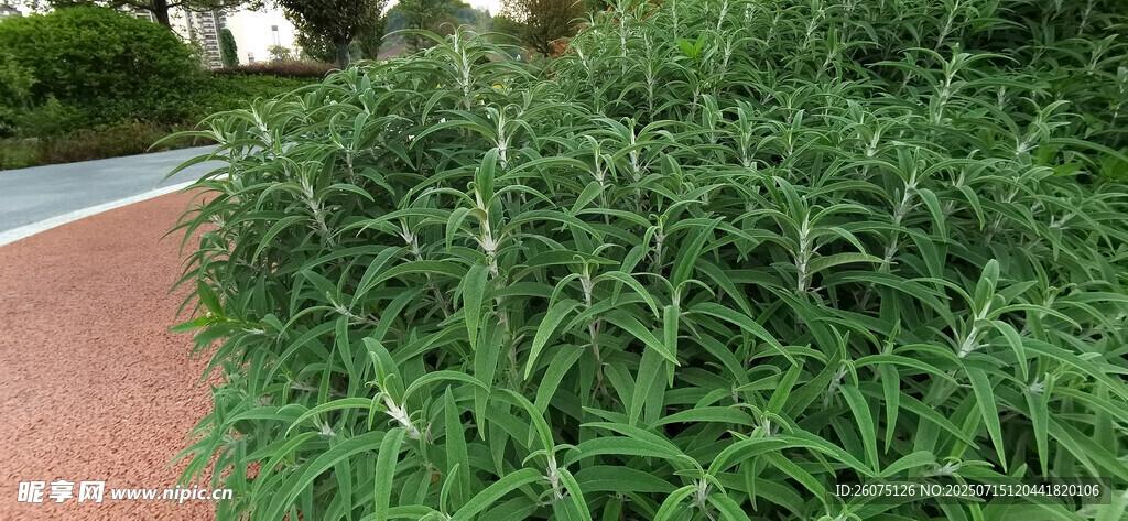 路边翠绿茂盛的鼠尾草