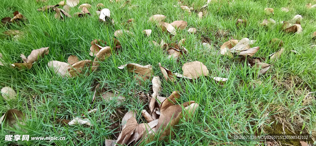 落满枯叶的草地