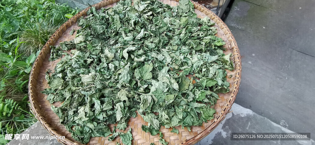 簸箕中晾晒的桑树叶