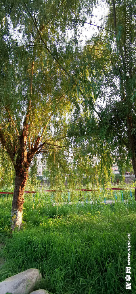 夏日葱郁树林与草地景观