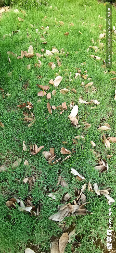 草地上散落的枯叶