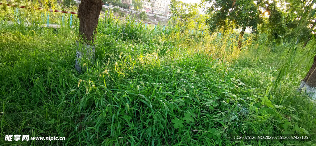 林间草地里的狗尾巴草