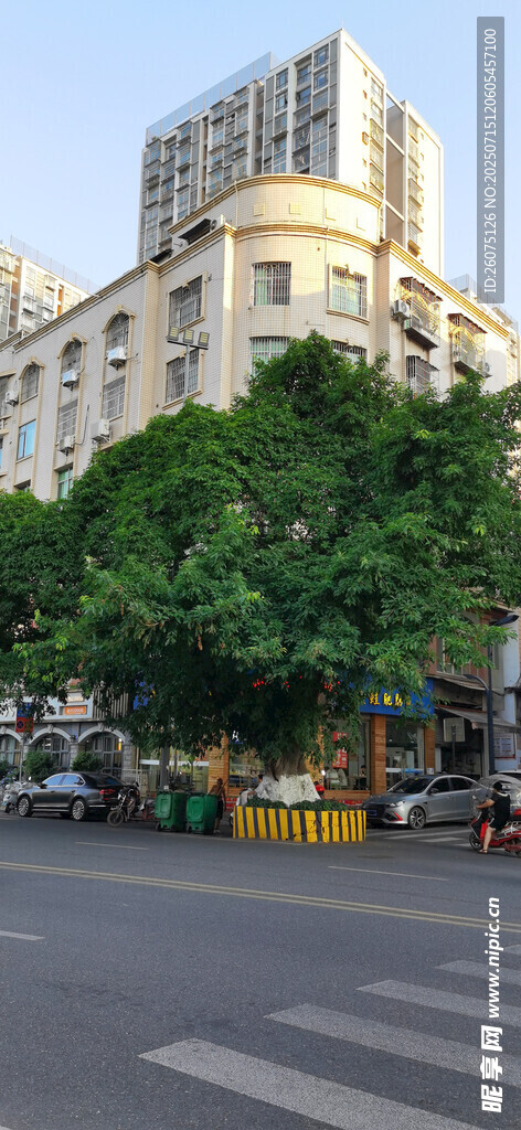 城市路口的黄桷树与旁的现代建筑