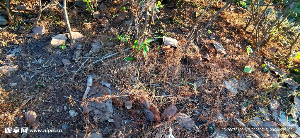 地面枯叶与植物景象