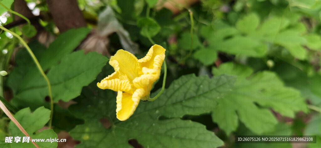 黄色苦瓜花绽放于绿叶间