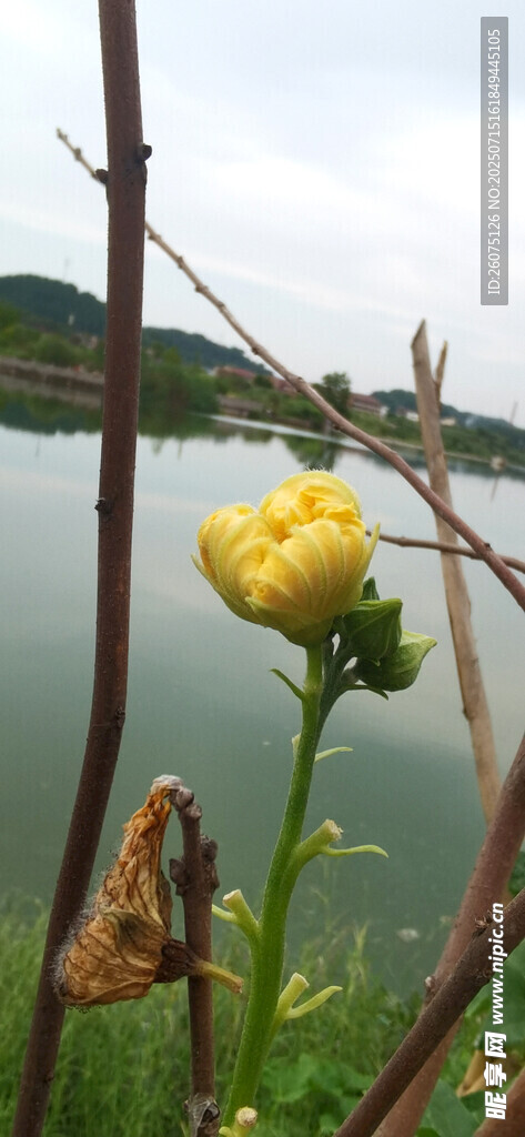 水边绽放的黄色娇艳花朵
