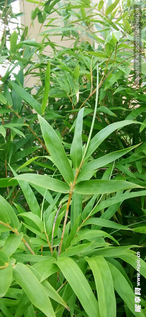 繁茂的竹林景观