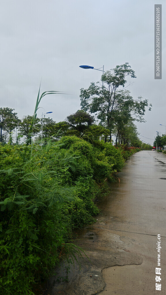 雨中湿润小径与绿植