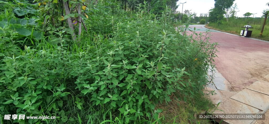 路边繁茂绿植景观